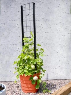 Gardener’s Victory Self-Watering Planter Garden With Vine Trellis -Gardeners Sale Shop 8600178 05487 tif
