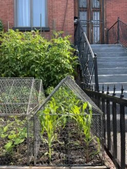 Chicken Wire Crop Coop -Gardeners Sale Shop 8609080 02CUST tif