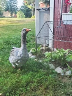 Chicken Wire Crop Coop -Gardeners Sale Shop 8609080 02IN tif