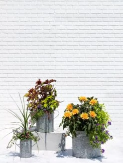 Metal Bucket Planters -Gardeners Sale Shop 8609085 0852 tif