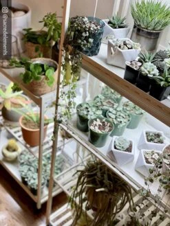 Oslo 2-Tier LED Grow Light Garden, 2 Fixtures -Gardeners Sale Shop 8609221 02IN tif