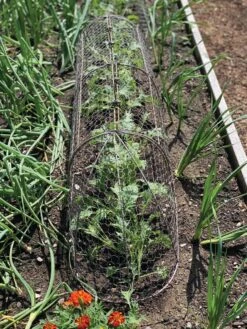 Chicken Wire Row Cloche Expandable Extra Large 3N1 -Gardeners Sale Shop 8609412 5903 tif