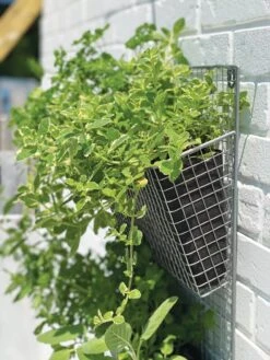 Wire Wall Pockets Vertical Gardens -Gardeners Sale Shop 8609429 9500 tif