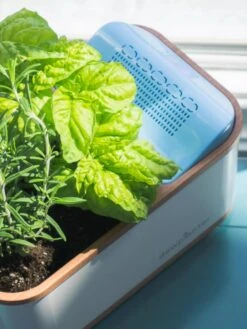 Dewplanter -Gardeners Sale Shop 8609512 04V