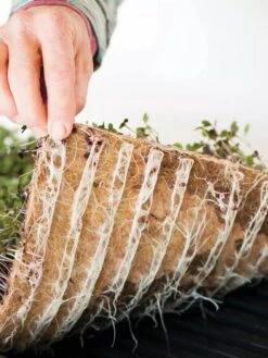 Jute Microgreen Starter Set -Gardeners Sale Shop 8609870 01V tif