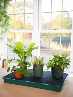 Self-Watering Tray -Gardeners Sale Shop 8609872 9021 tif