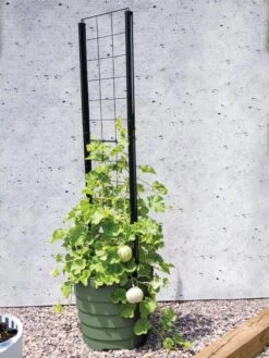 Gardener’s Victory Self-Watering Planter With Vine Trellis -Gardeners Sale Shop 8610238 15487 tif