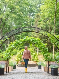 2’ X 8’ Arch Trellis For Planter Boxes -Gardeners Sale Shop 8610798 071 tif