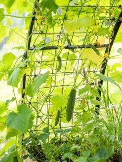 2’ X 8’ Arch Trellis For Planter Boxes -Gardeners Sale Shop 8610798 095 tif