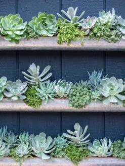 3-Tier Vertical Wall Planter, 3' -Gardeners Sale Shop 8611013 055 tif