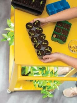 Sili-Seedlings® Seedling Tray, 10-Cell -Gardeners Sale Shop 8611886 374 tif
