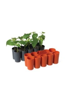 Sili-Seedlings® Seedling Tray, 10-Cell -Gardeners Sale Shop 8611886 5192 tif
