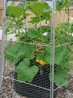 Chicken Wire Super Dome -Gardeners Sale Shop 8611977 4956 tif
