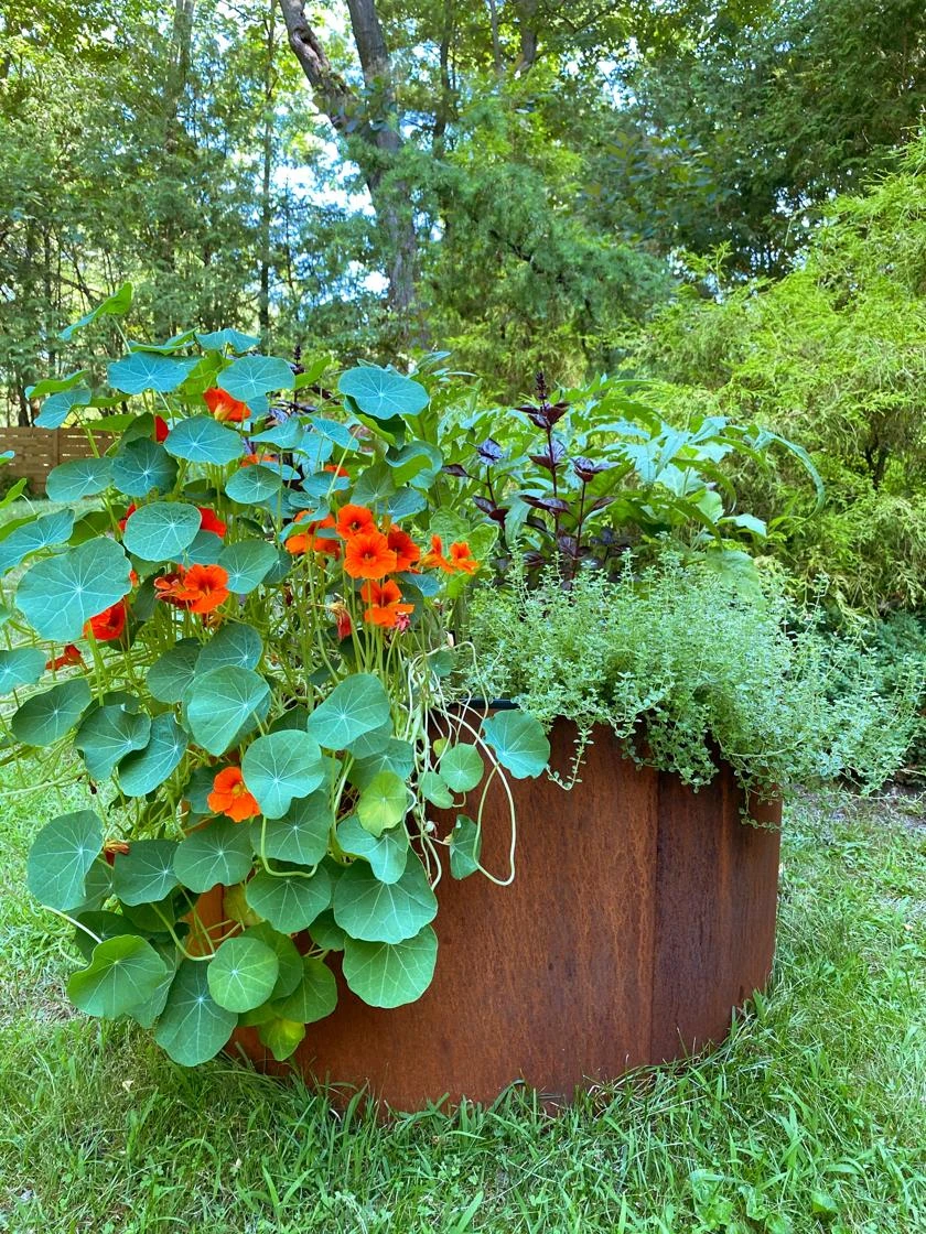 Birdies™ Corten Steel Round Raised Beds 2 Birdies™ Corten Steel Round Raised Beds - Image 2