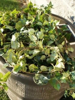 Round Rain Barrel With Planter, 35 Gallons -Gardeners Sale Shop 8612856WALNT 03V tif