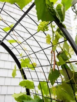 2’ X 4’ Arch Trellis For Planter Boxes -Gardeners Sale Shop 8612976 0436