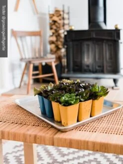 Gardener's Best® XL 6-Cell Planting Tray, Set Of 4 -Gardeners Sale Shop 8613031 01IN cdt