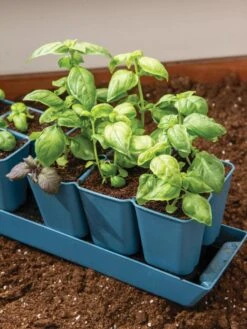 Gardener's Best® XL 6-Cell Planting Tray, Set Of 4 -Gardeners Sale Shop 8613031 6302