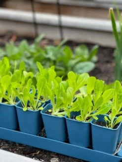 Gardener's Best® XL Seed Starting Kit -Gardeners Sale Shop 8613066 01TEST