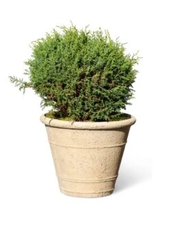 Self-Watering LavaStone® Anson Pot -Gardeners Sale Shop 8613255 0150