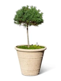 Self-Watering LavaStone® Anson Pot -Gardeners Sale Shop 8613256 0138