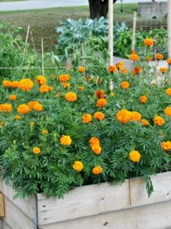 SeedSheets Organic Vegetable Garden, Easy Breezy Caprese, 4' X 8' -Gardeners Sale Shop 8613295 04V