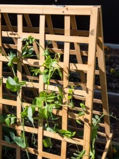 Bambo A Frame Plant Support, 30" X 42.5" -Gardeners Sale Shop 8613310 6523