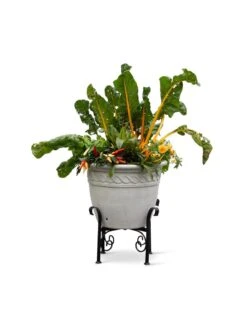 Covington Adjustable Plant Stands -Gardeners Sale Shop 8613347 0119