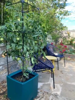 Oasis Self-Watering Tomato Planter With Trellis -Gardeners Sale Shop 8613440 01IN