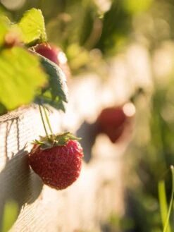 3-Tier Strawberry Bed -Gardeners Sale Shop Strawberry3 3167 tif